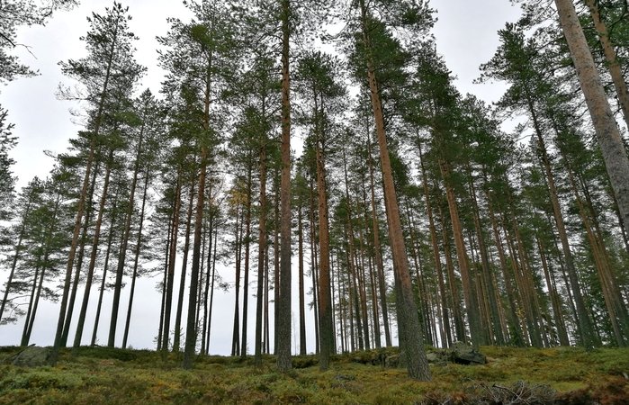 Foto: Salla Mäkelä – Stark bewirtschafteter Wald
