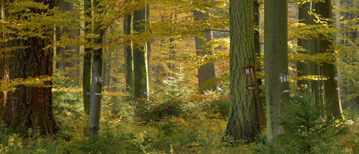 Photo by Leonhard Steinacker – Mixed forest consisting of beech, Douglas fir and spruce